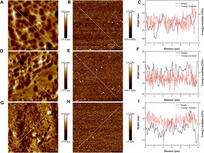 Nanopore Structure and Mechanical Properties in Brittle Tectonically Deformed Coals Explored by Atomic Force Microscopy